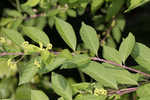 Chinese beautyberry